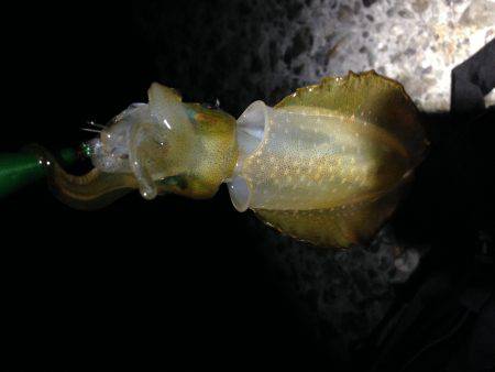 とうとうアオリがやってきた